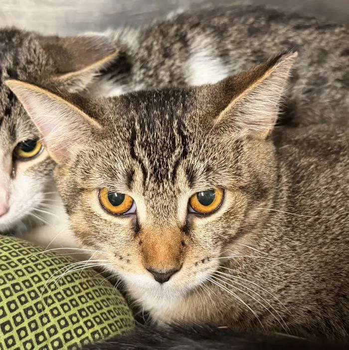 Lila - Domestic Short Hair
