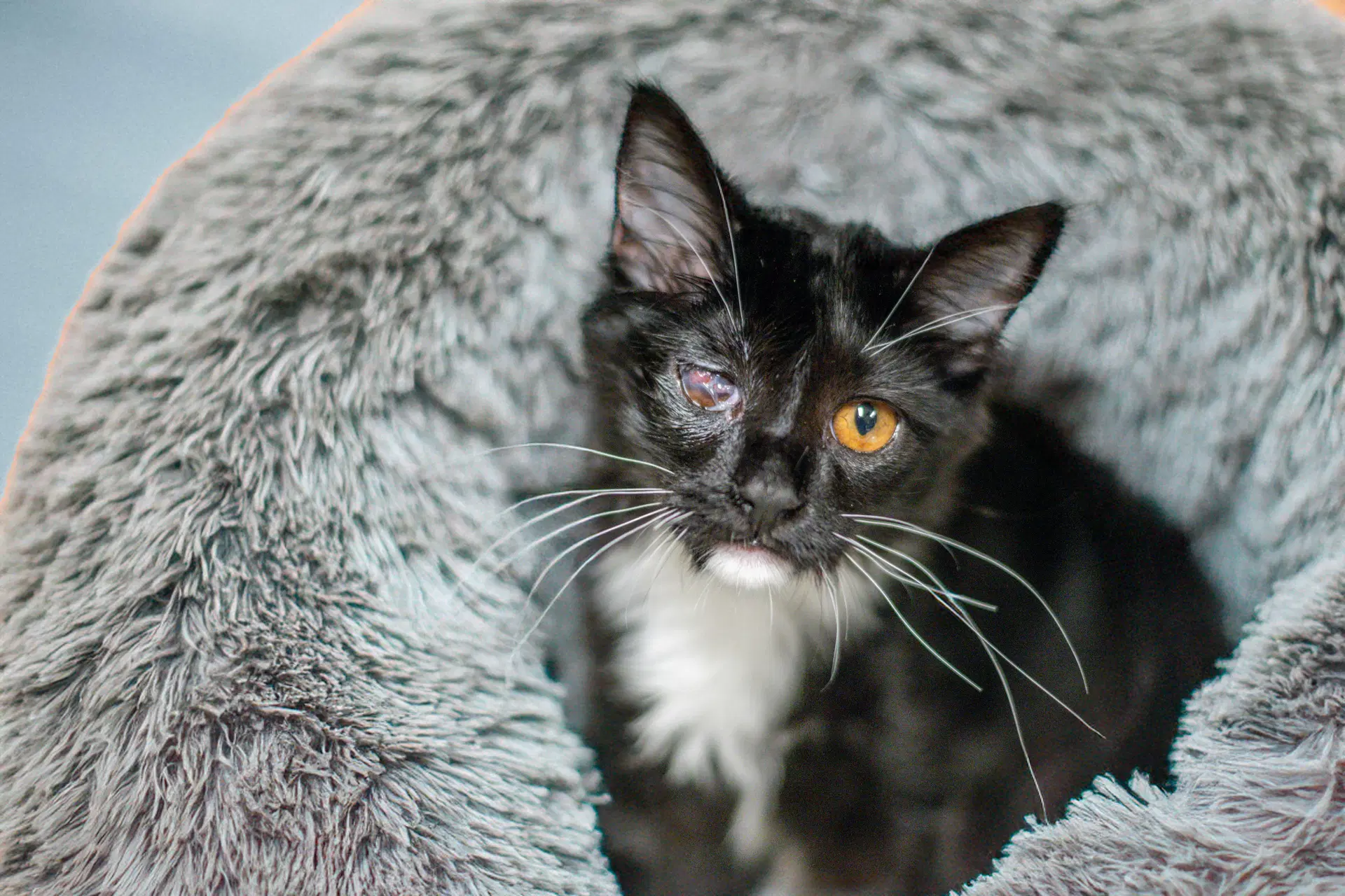 Odin - Domestic Short Hair