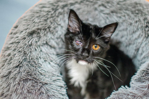 Odin, an adoptable Domestic Short Hair / Mixed (short coat)