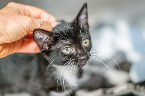 Tuxie, an adoptable Domestic Short Hair / Mixed (short coat)
