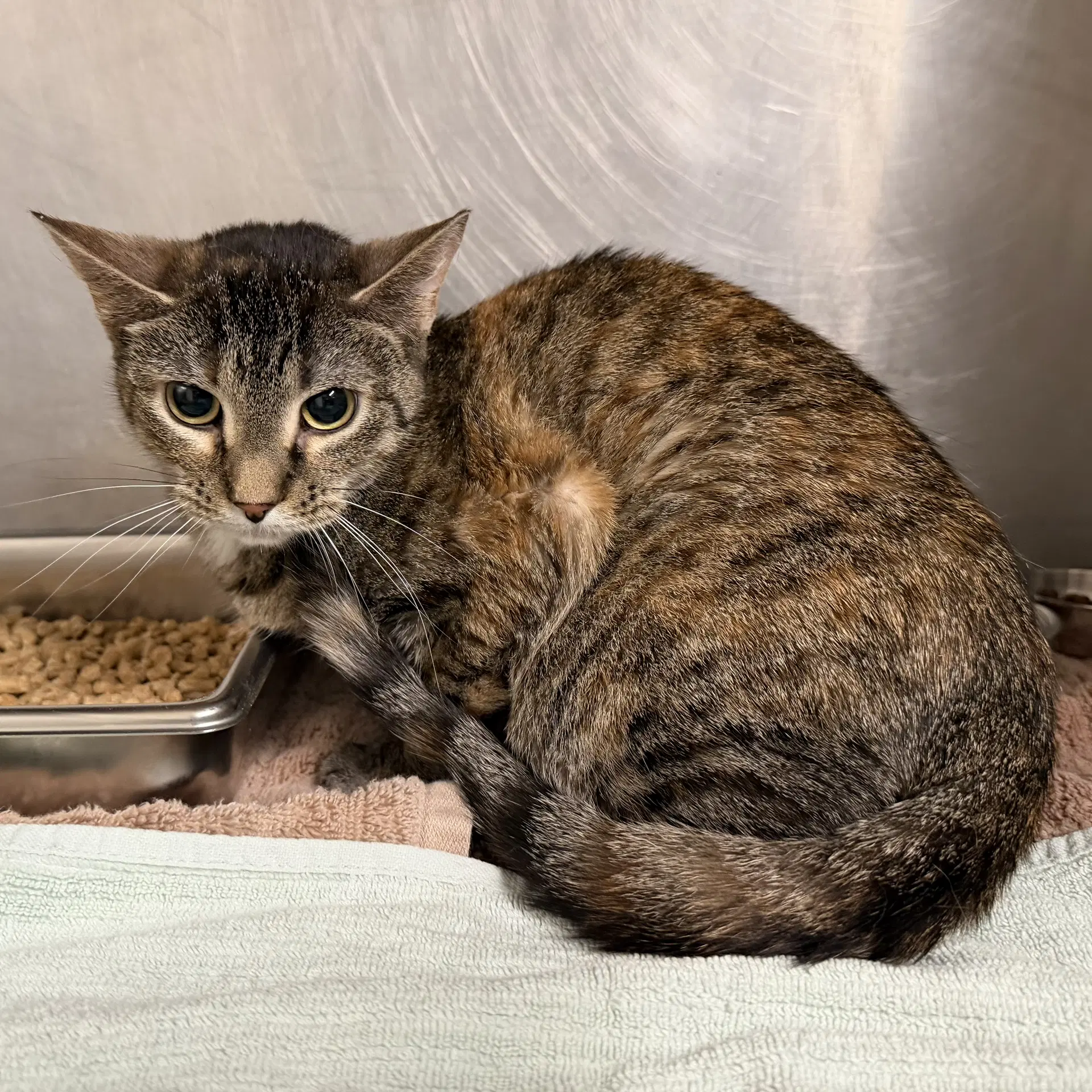 Olive - Domestic Short Hair