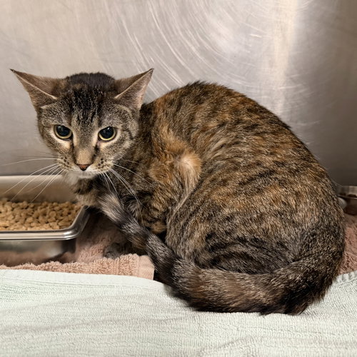 Olive, an adoptable Domestic Short Hair / Mixed (short coat)