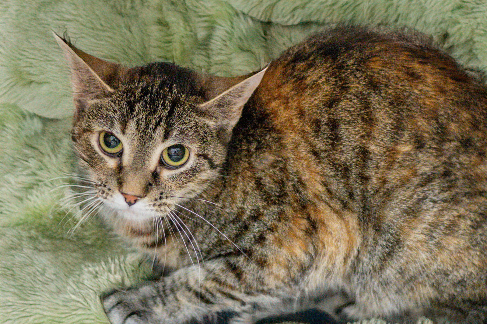 Olive, photo 2