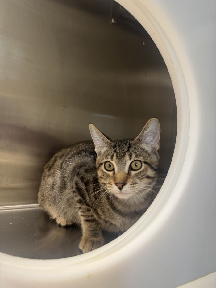 Robert Purrwin, an adoptable Domestic Short Hair / Mixed (short coat)