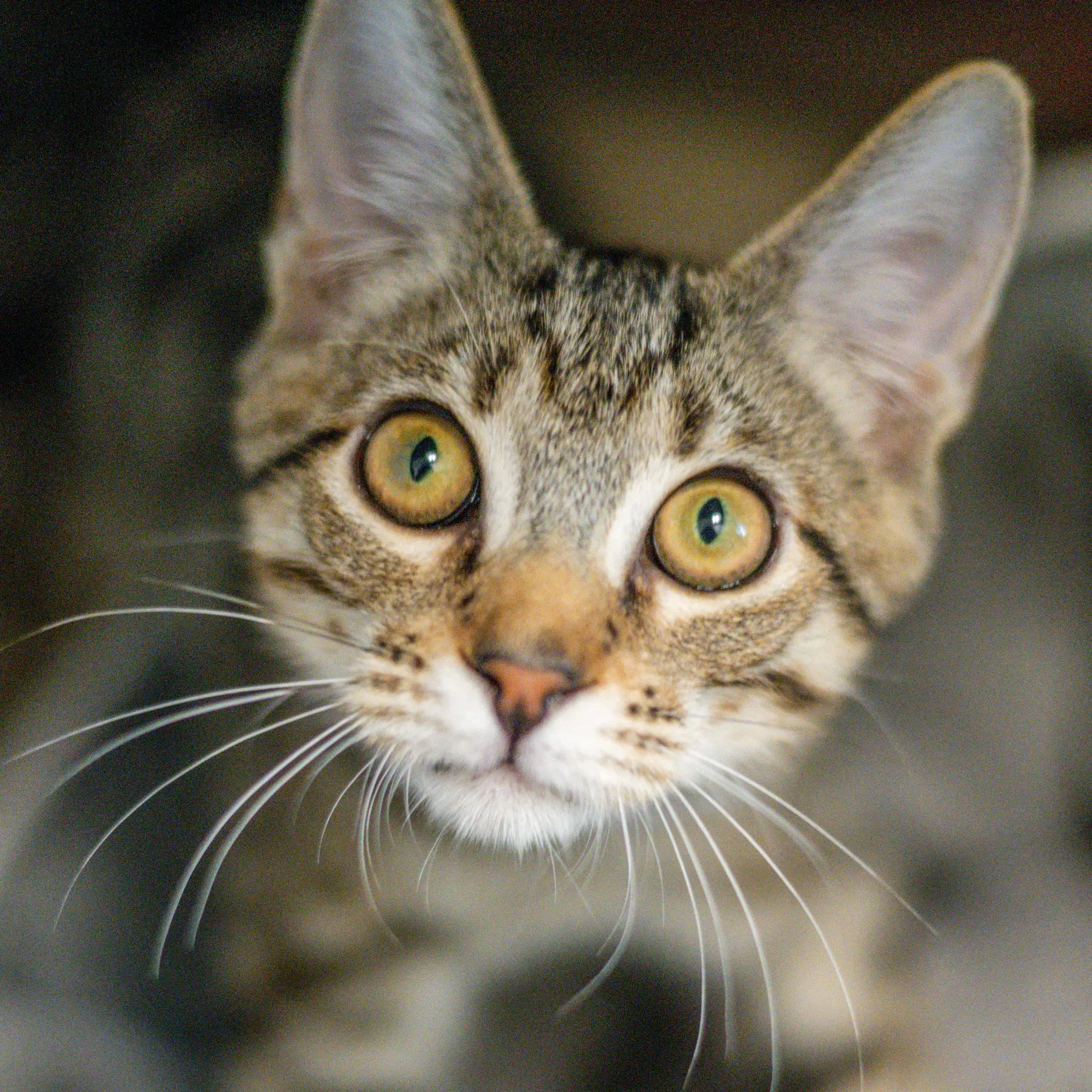 Robert Purrwin - Domestic Short Hair