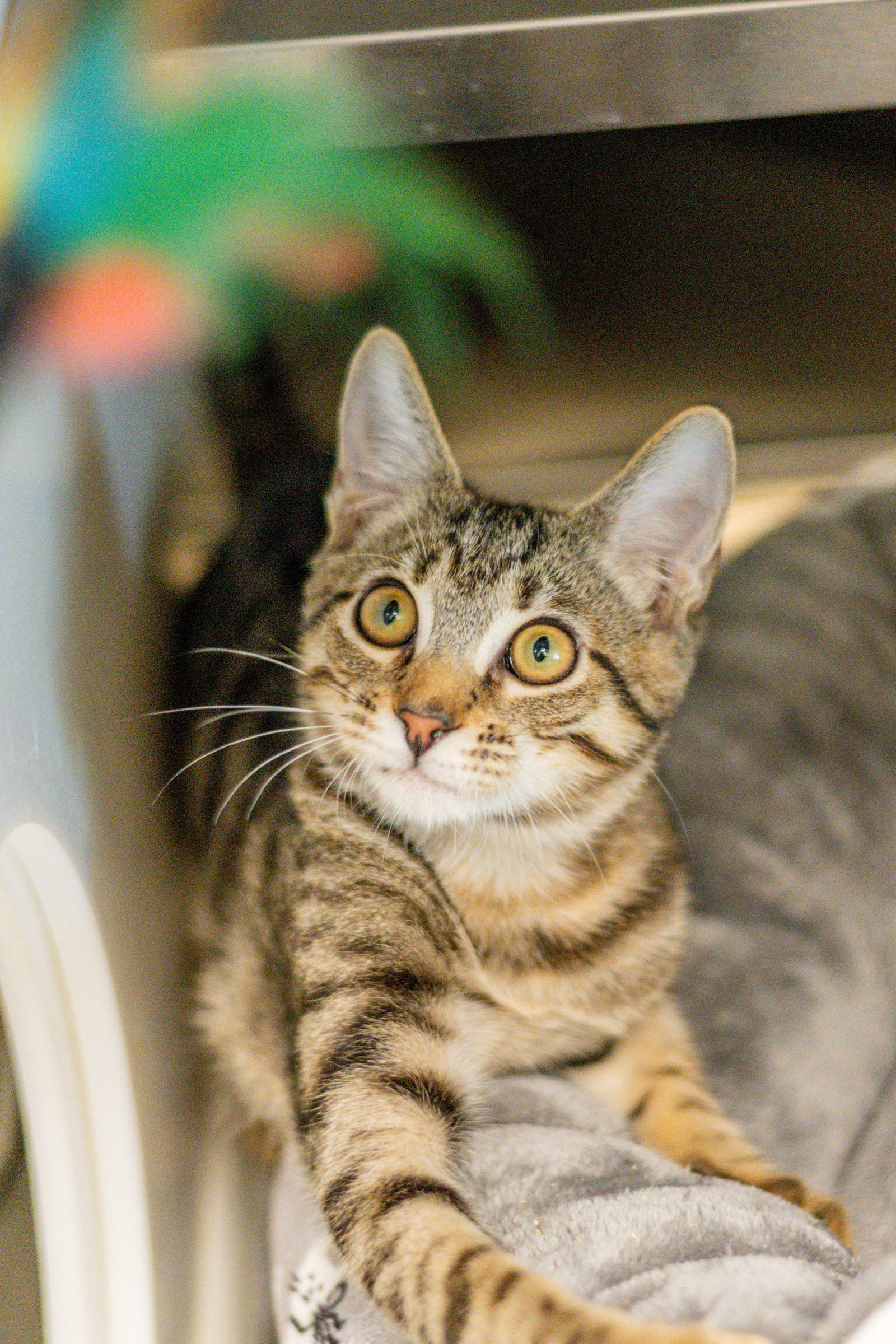 Robert Purrwin, photo 4
