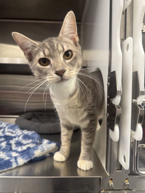 Seras, an adoptable Domestic Short Hair / Mixed (short coat)