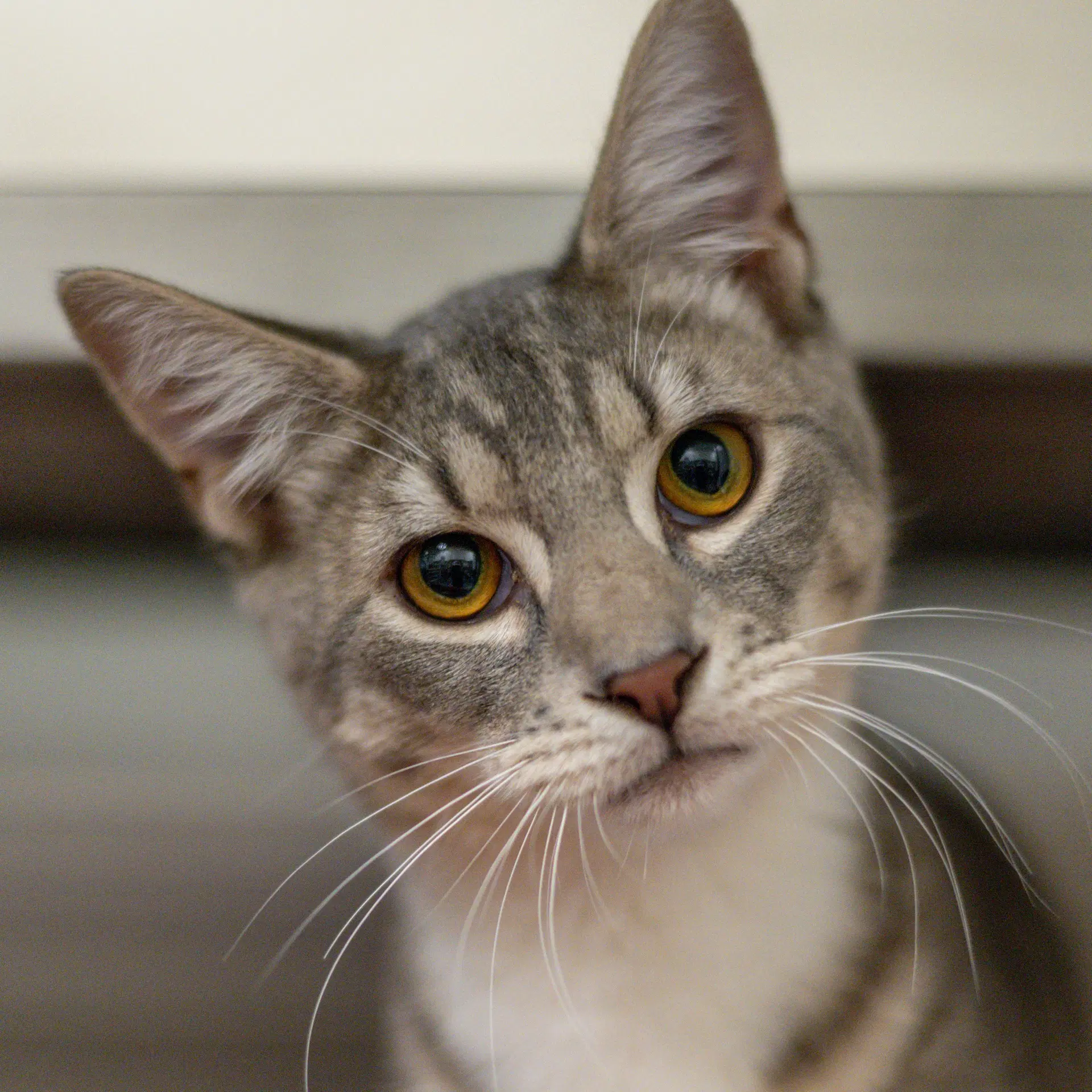 Seras - Domestic Short Hair
