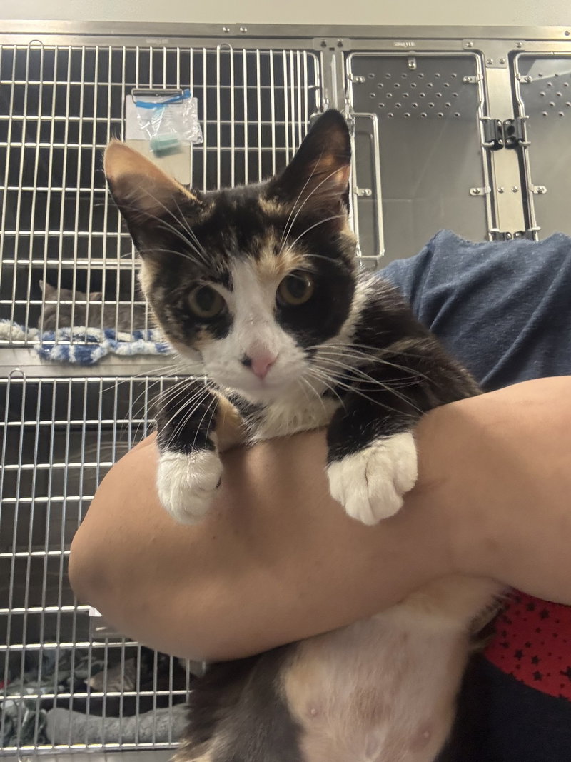 Puronika, an adoptable Domestic Short Hair / Mixed (short coat)