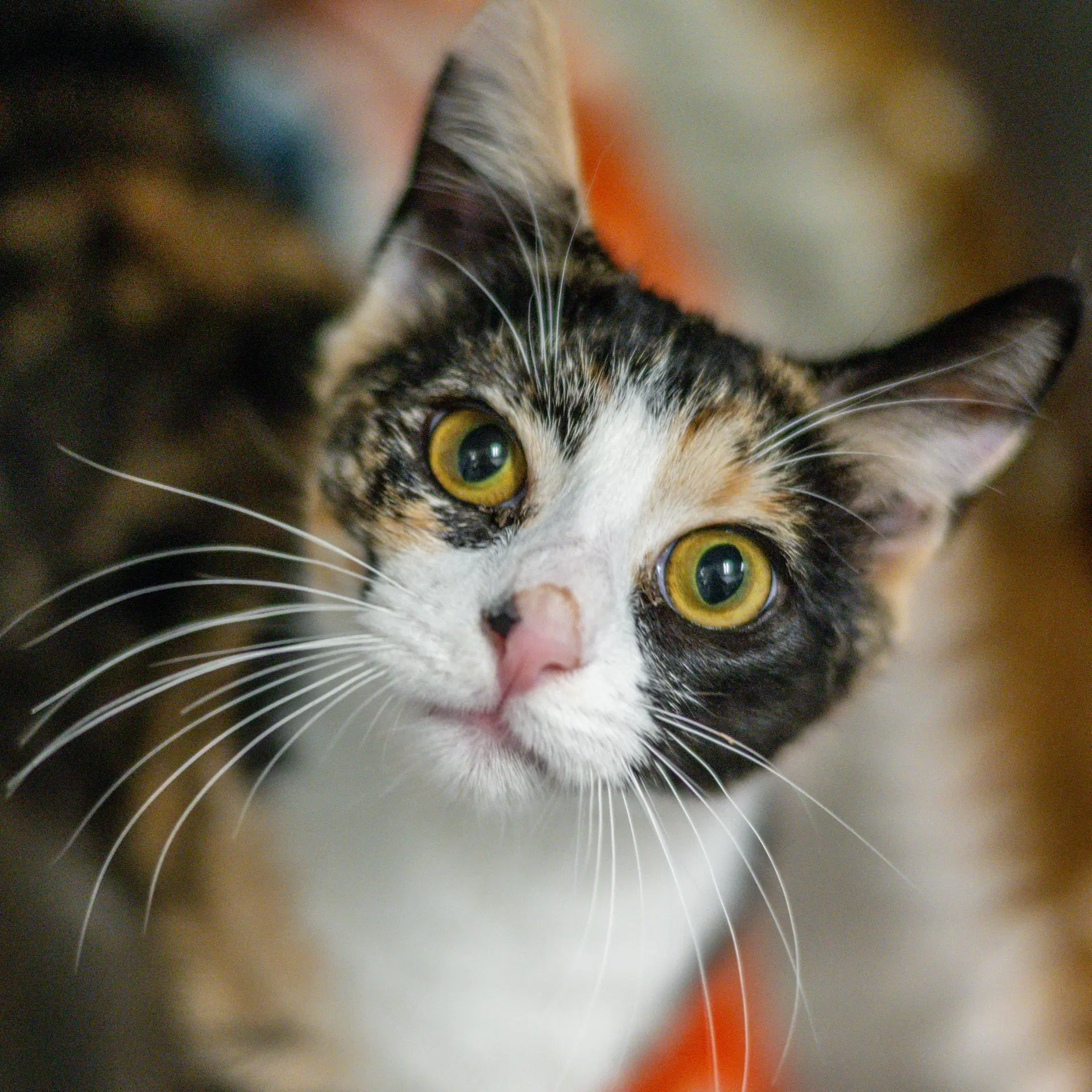 Puronika - Domestic Short Hair