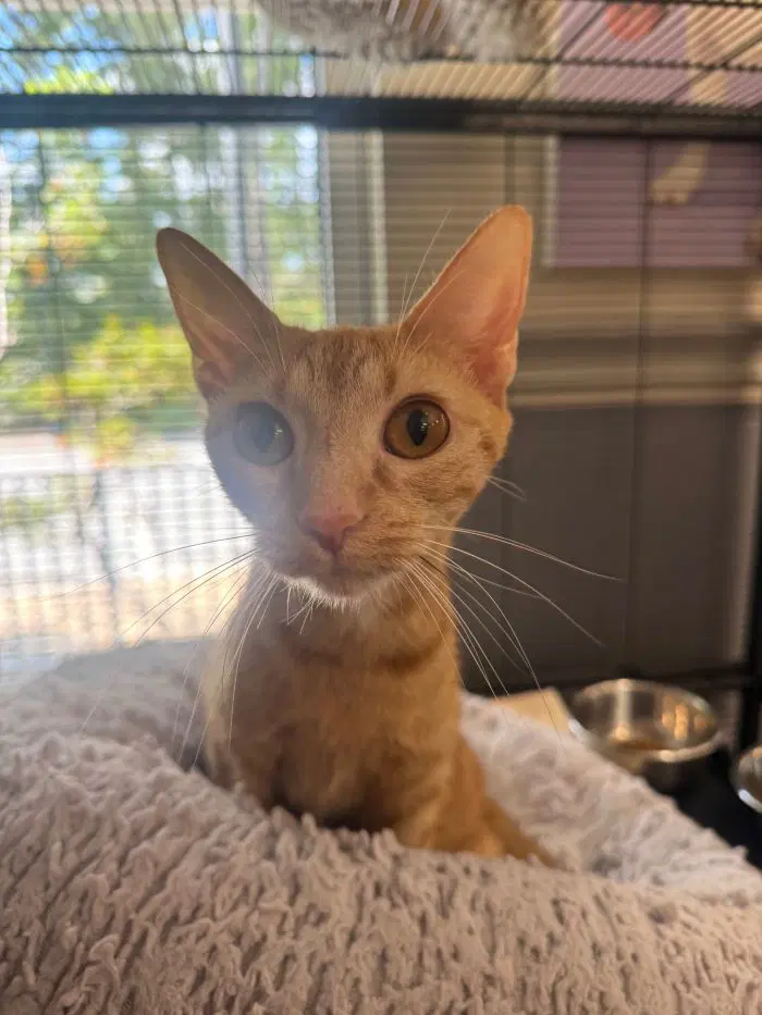 Jillian - Domestic Short Hair