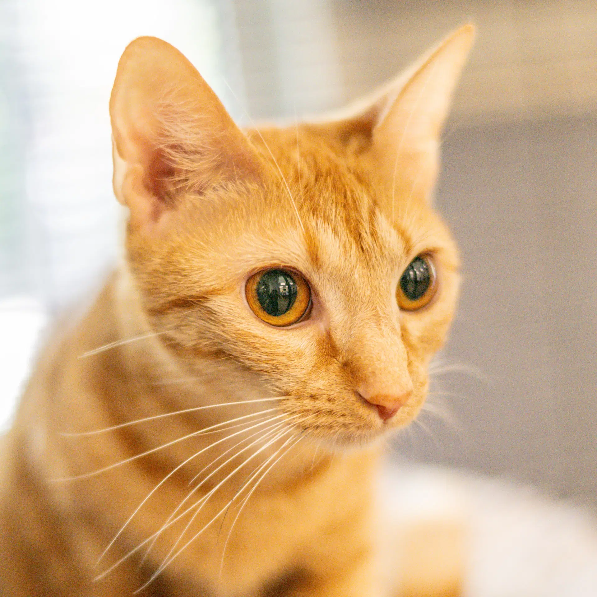 Jillian - Domestic Short Hair