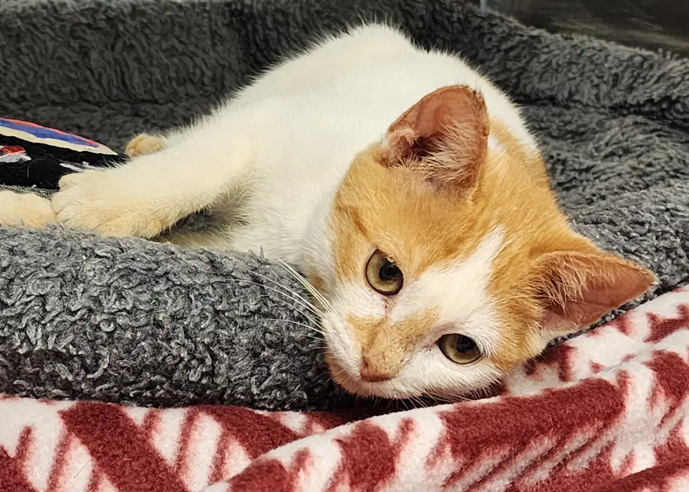 Pumpkin - Domestic Short Hair