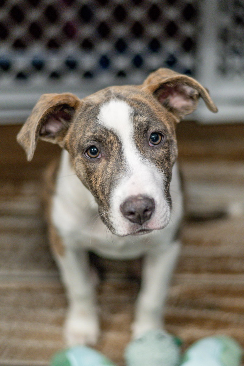 Cookie, an adoptable Terrier / Mixed