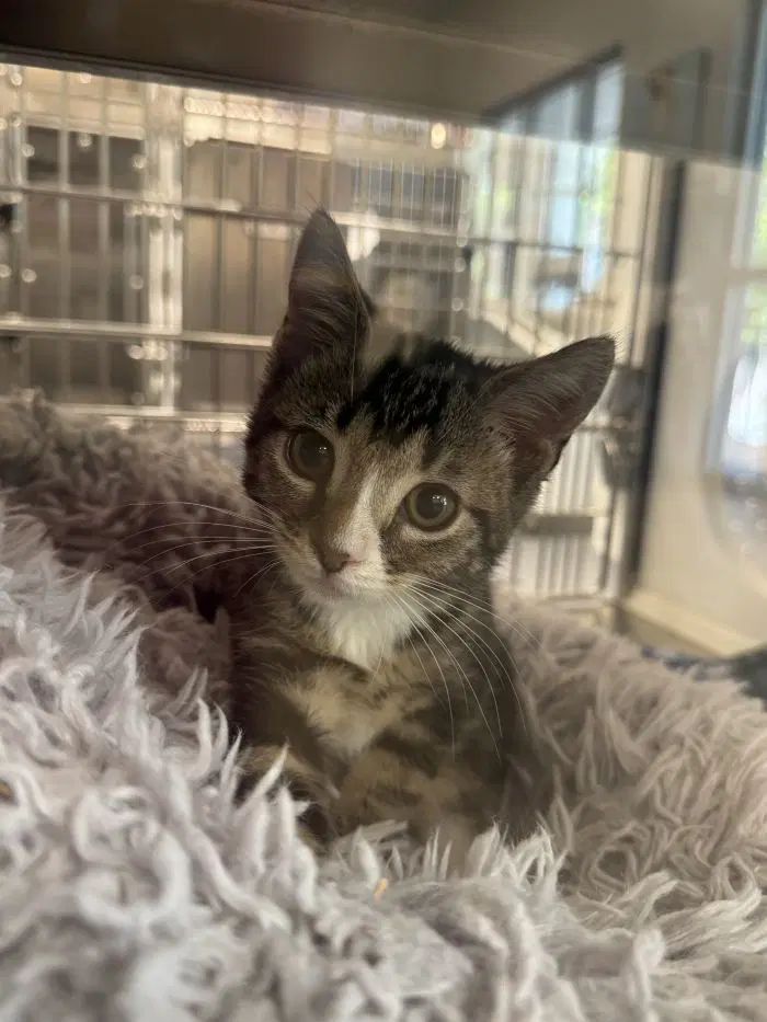 Po - Domestic Short Hair