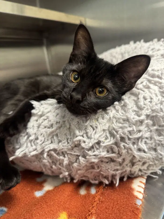Creature - Domestic Short Hair