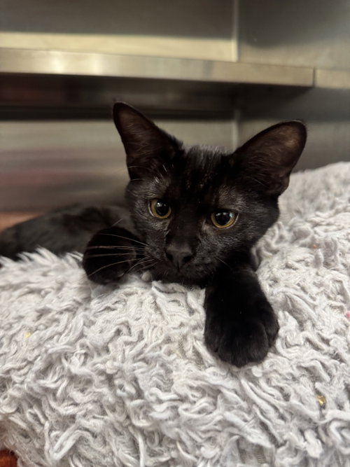 Creature, an adoptable Domestic Short Hair / Mixed (short coat)