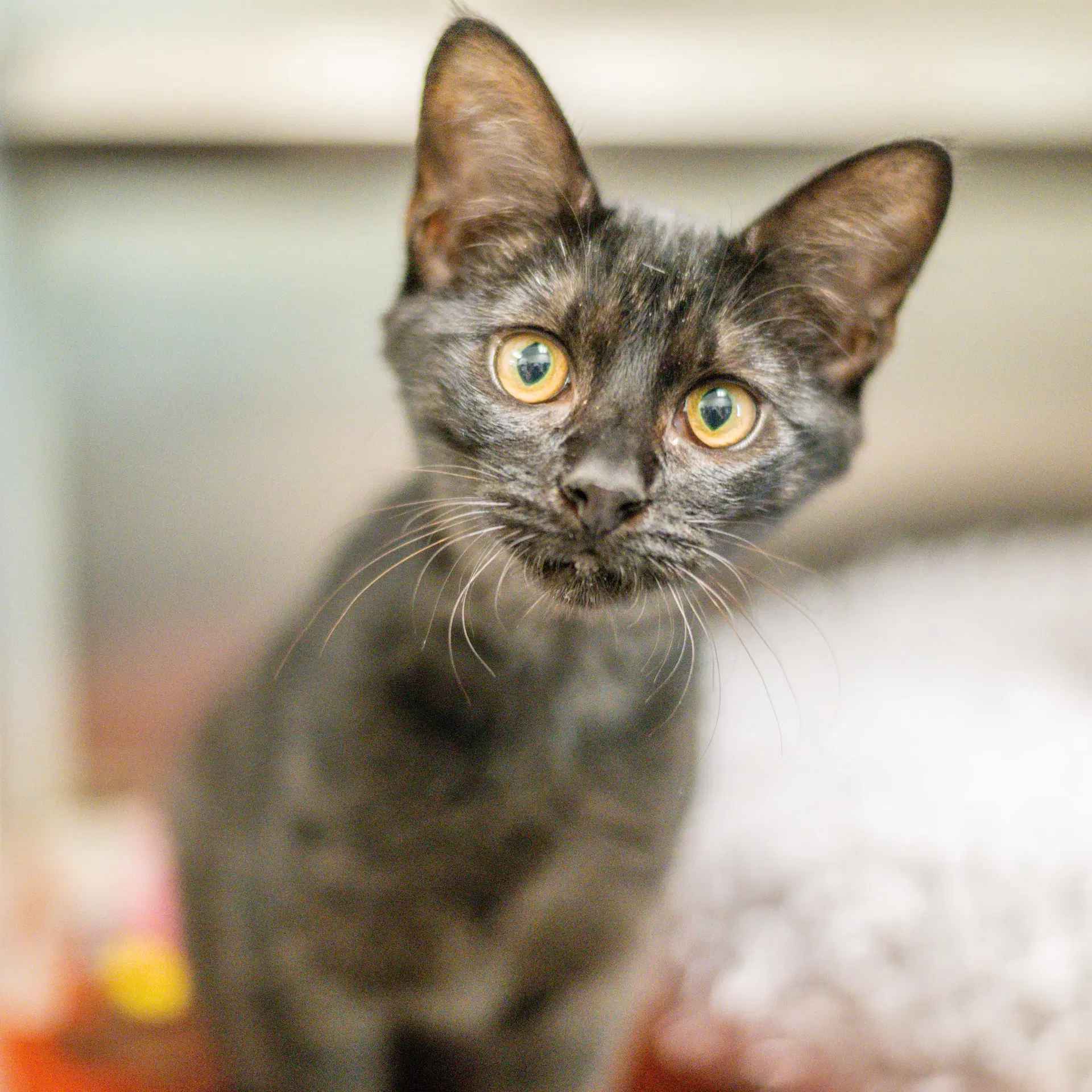 Creature - Domestic Short Hair