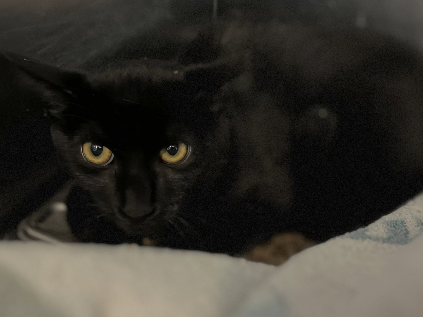 Pepper