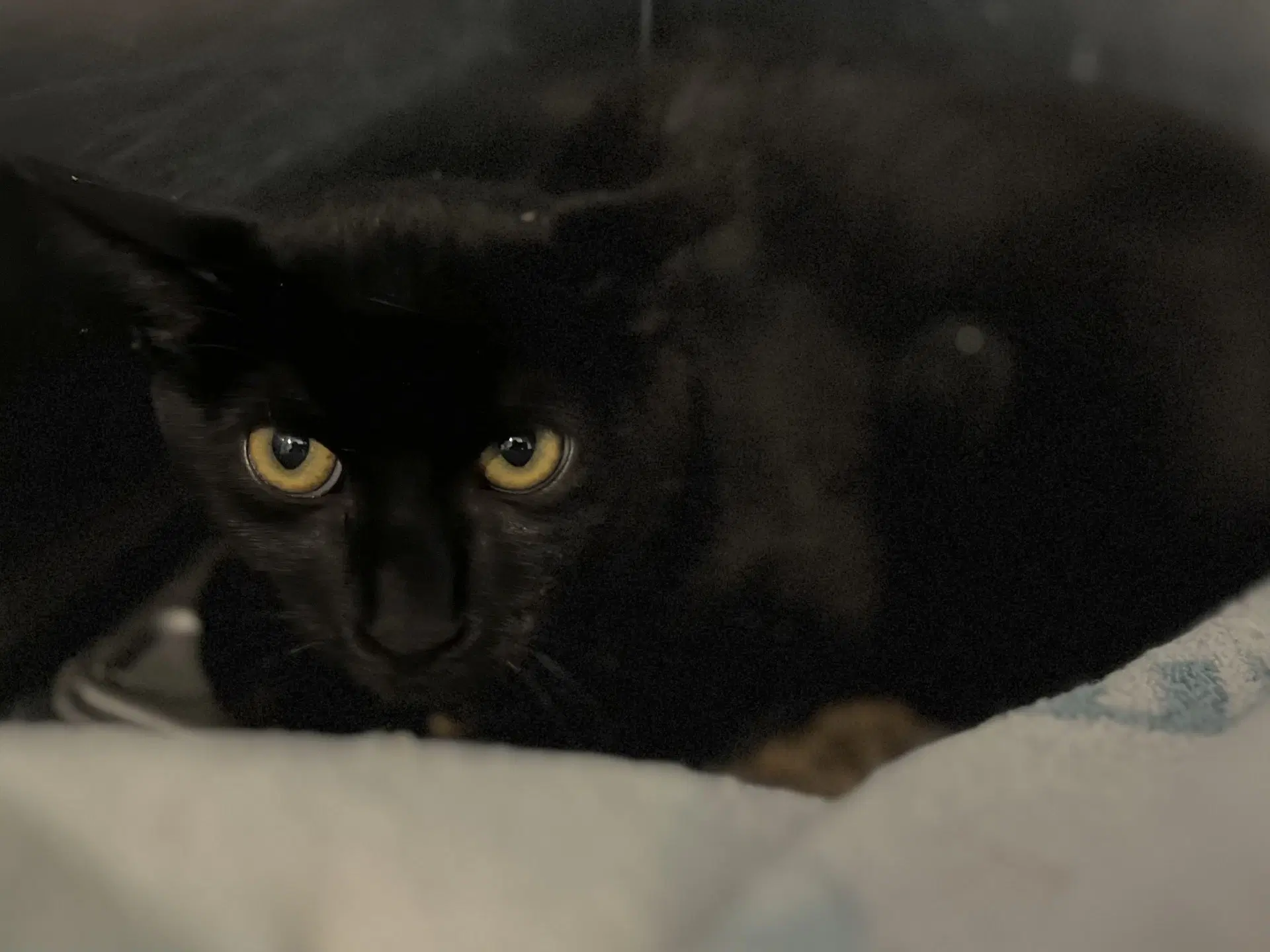 Pepper - Domestic Short Hair