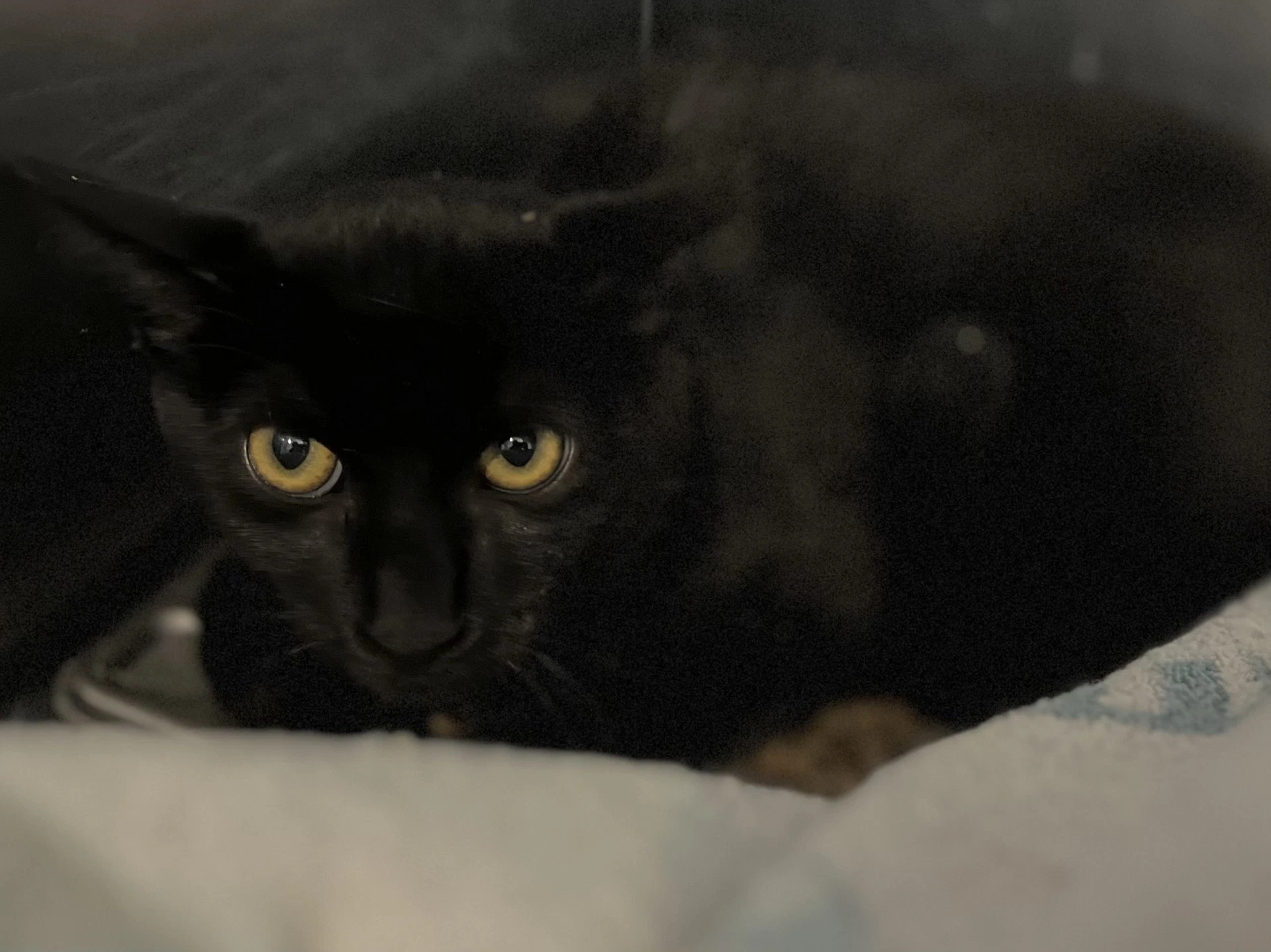 Pepper