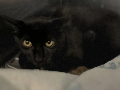 Pepper, an adoptable Domestic Short Hair / Mixed (short coat)