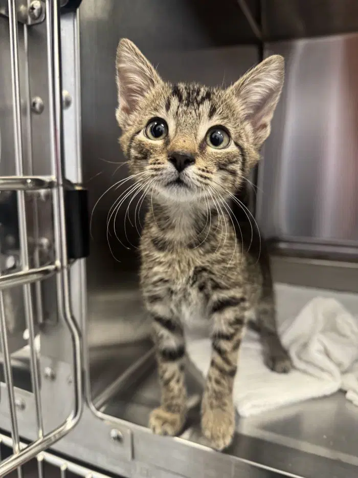 Mulligan - Domestic Short Hair