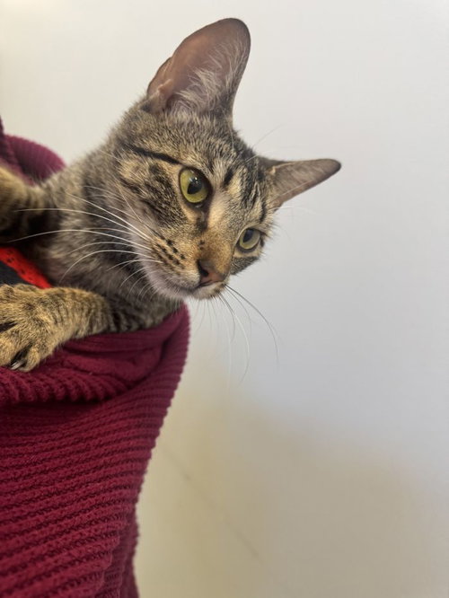 Maple, an adoptable Domestic Short Hair / Mixed (short coat)
