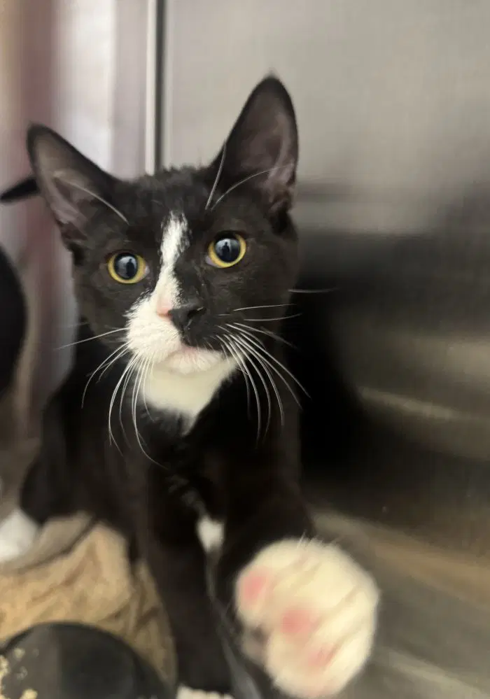 Gardetto - Domestic Short Hair