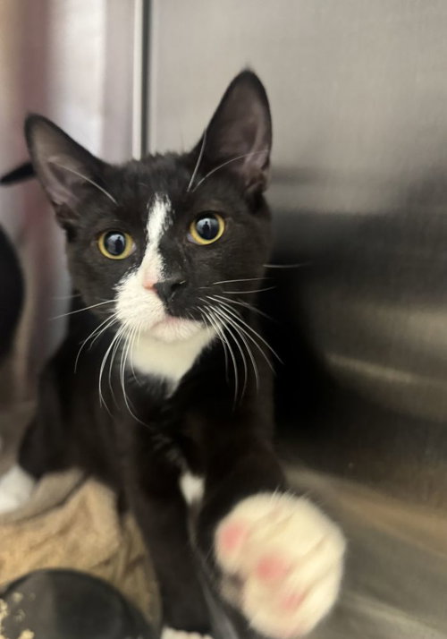 Gardetto, an adoptable Domestic Short Hair / Mixed (short coat)