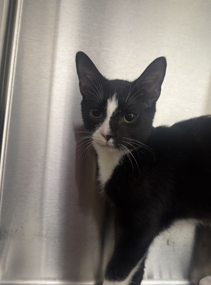 Gnocchi, an adoptable Domestic Short Hair / Mixed (short coat)