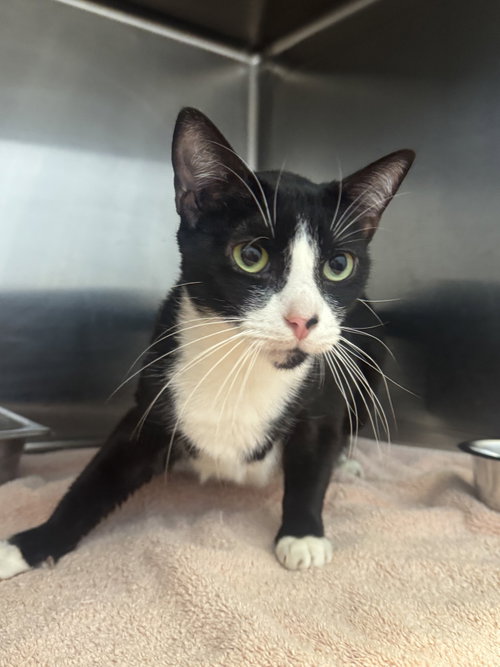 Elvis, an adoptable Domestic Short Hair / Mixed (short coat)