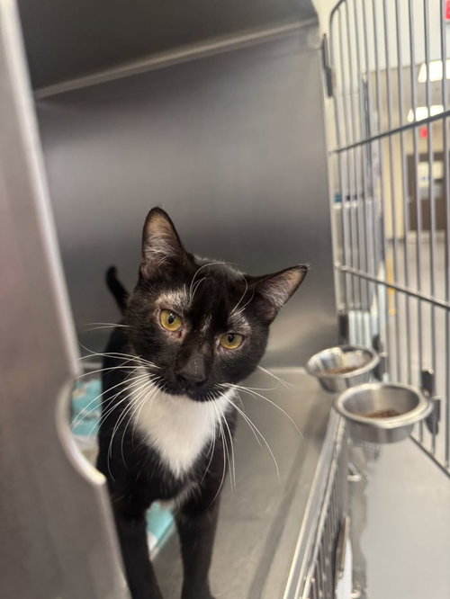 Situation, an adoptable Domestic Short Hair / Mixed (short coat)