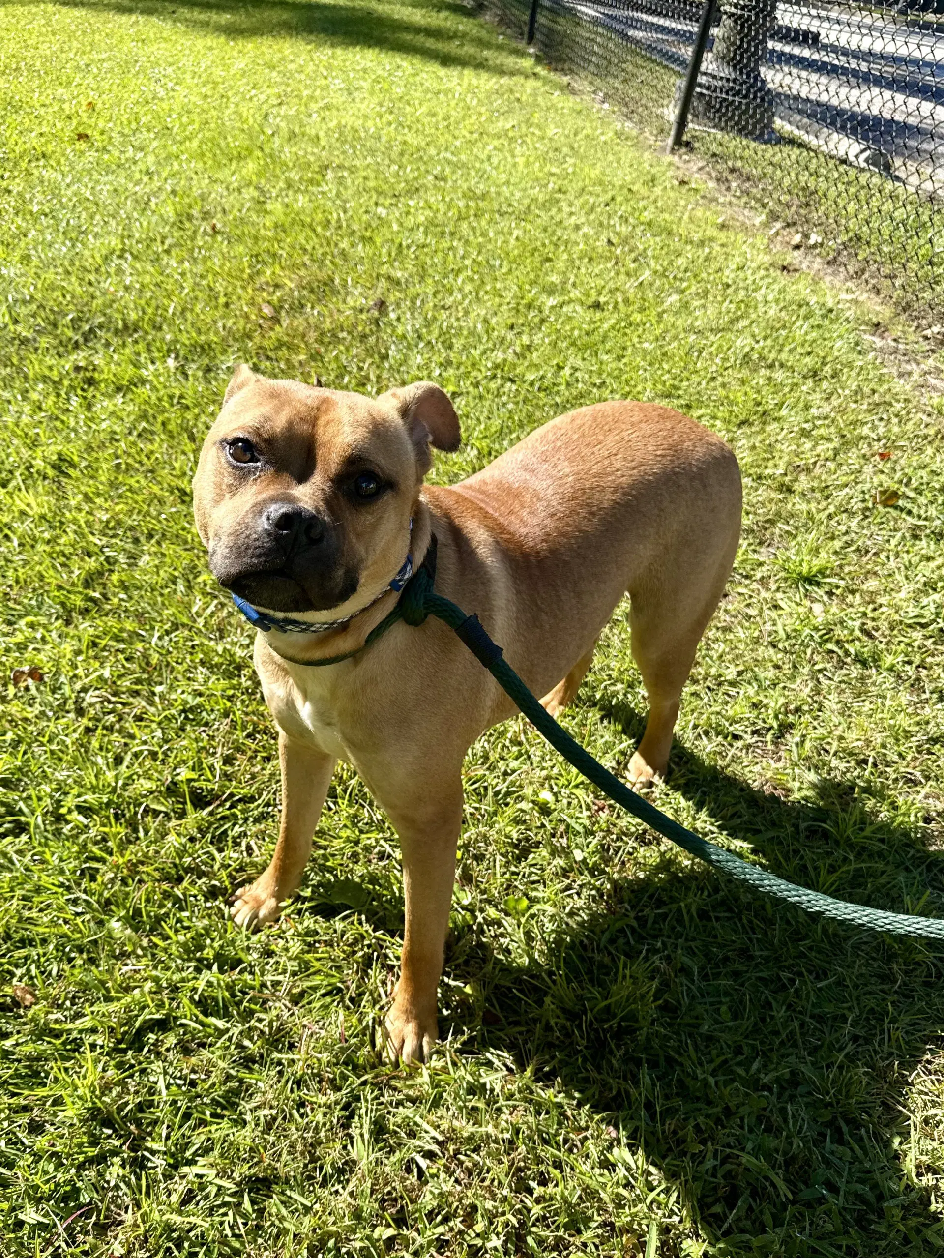 Pepsi - Terrier