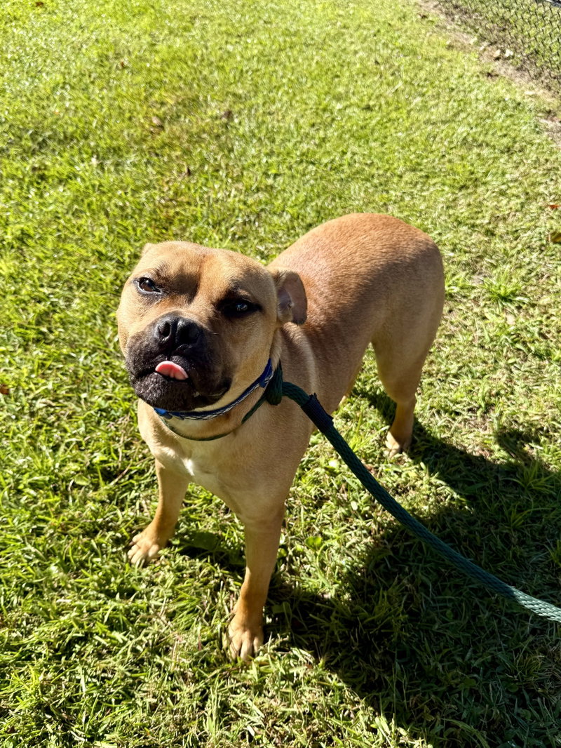 Pepsi, an adoptable Terrier / Mixed (short coat)