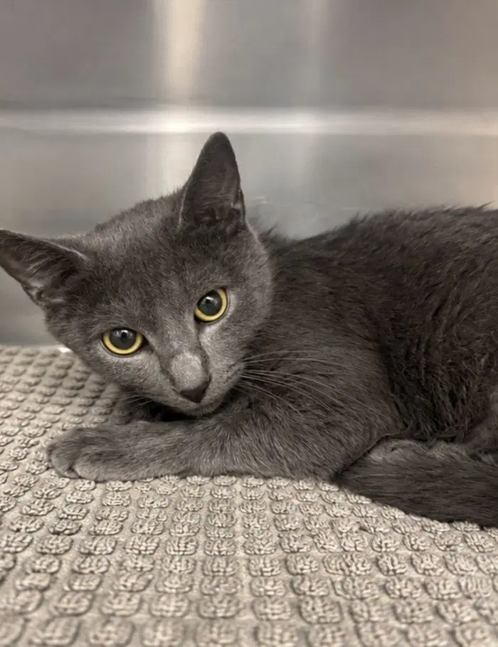 Stratus - Domestic Short Hair
