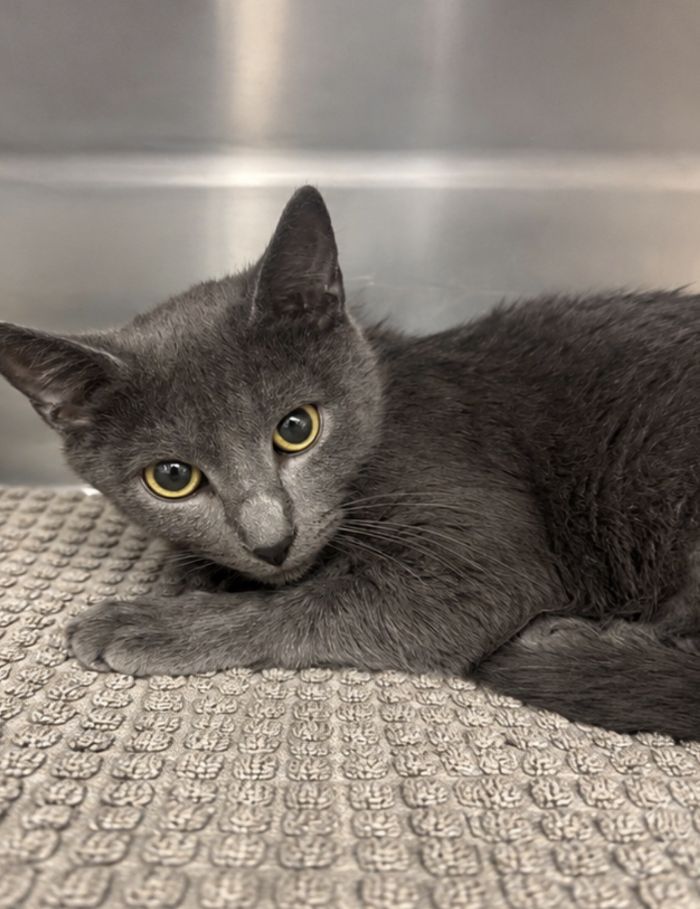 Stratus, an adoptable Domestic Short Hair / Mixed (short coat)