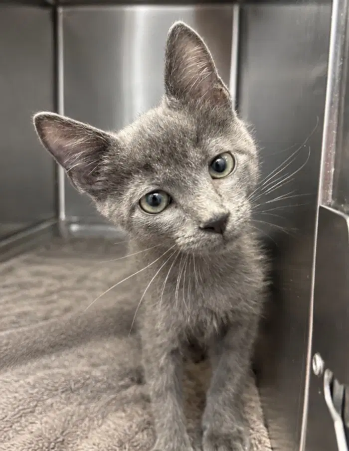 Bates - Domestic Short Hair