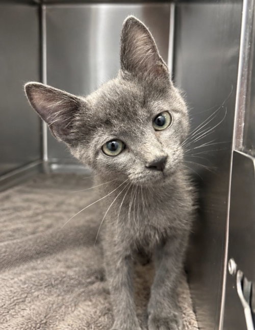 Bates, an adoptable Domestic Short Hair / Mixed (short coat)