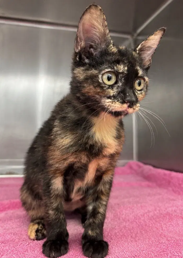 Frankie - Domestic Short Hair