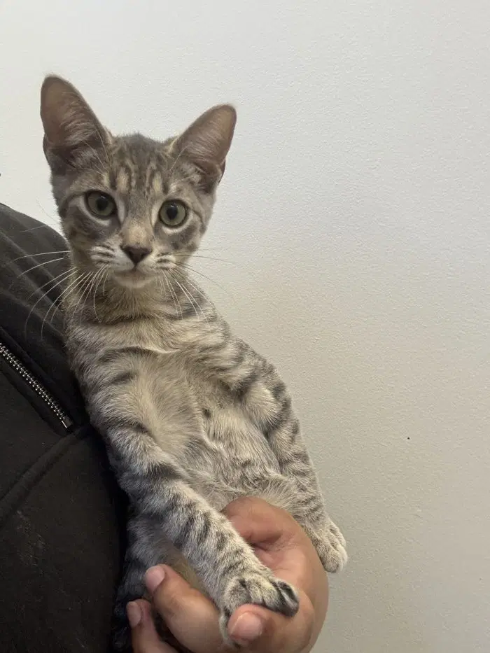 Jake - Domestic Short Hair
