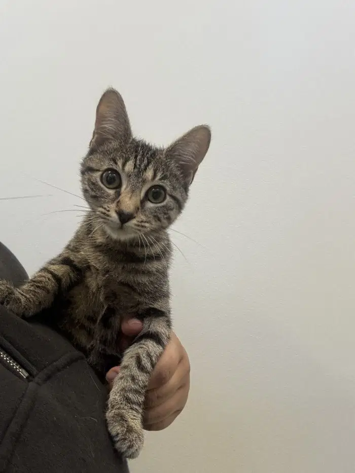 Tart - Domestic Short Hair