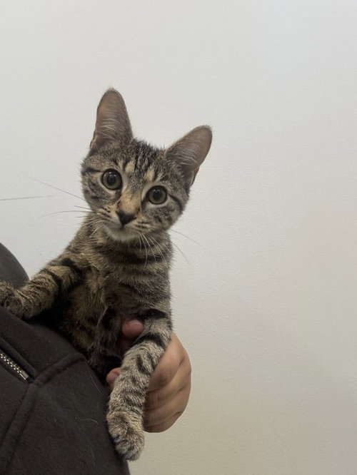 Tart, an adoptable Domestic Short Hair / Mixed (short coat)