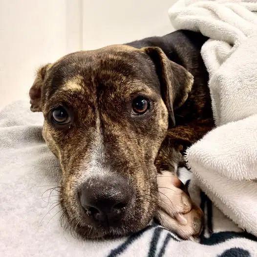 Truffle - Plott Hound
