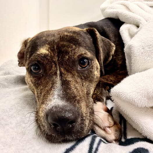 Truffle, an adoptable Plott Hound / Mixed (short coat)