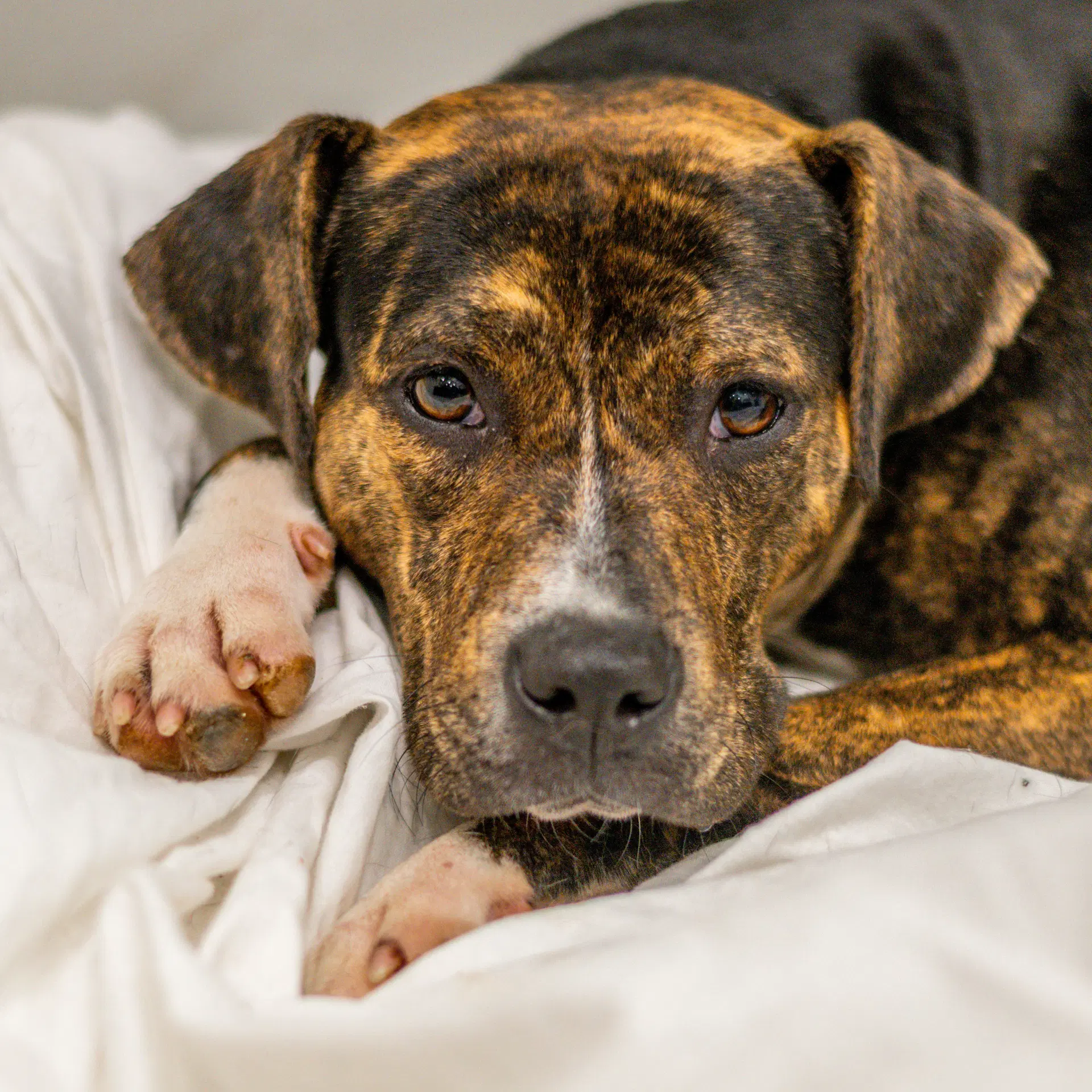 Truffle - Plott Hound