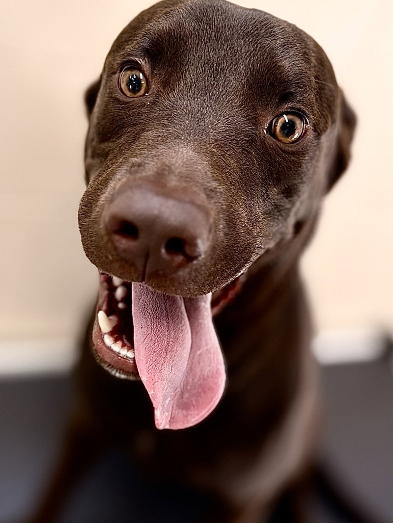 Hank, an adoptable Labrador Retriever / Mixed (short coat)