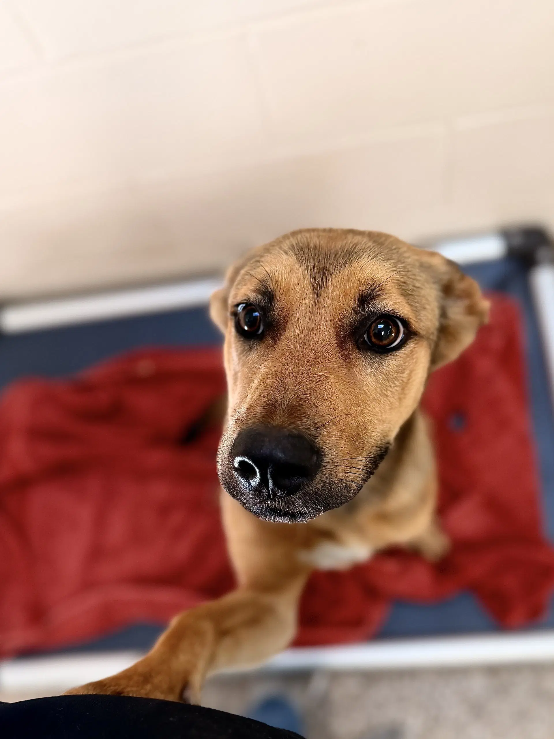 Petunia - Black Mouth Cur