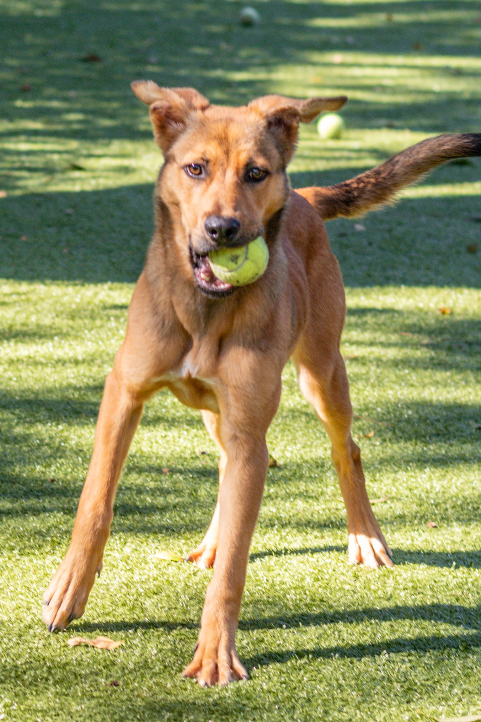 Petunia, photo 4