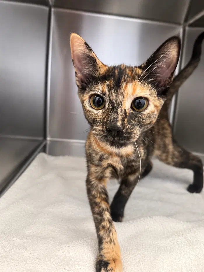 Mimsy - Domestic Short Hair